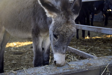 baby donkey eating