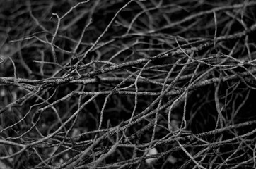 Branches