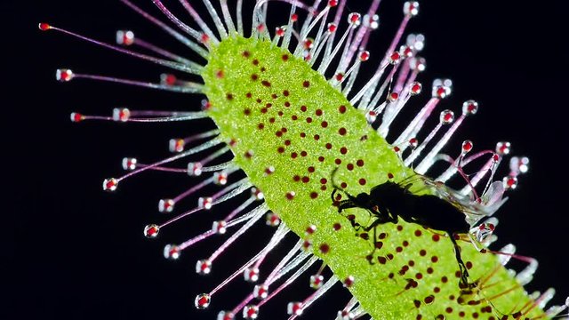 Langbl&auml;ttriger Sonnentau mit Beute, Drosera anglica