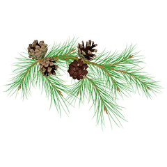 Pine branch with cones. Modern flat decor element for invitations, print, poster, card, banner. Isolated on white background.