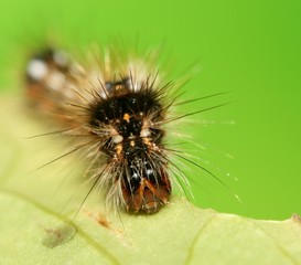 macro de chenille mangeant une feuille