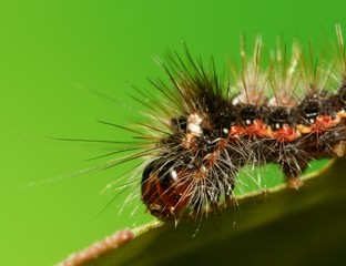 macro de chenille mangeant une feuille