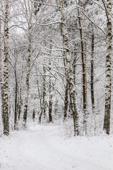 White winter landscape in the forest.