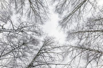 Obraz premium White winter landscape in the forest.