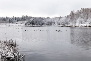 White winter landscape lake in the forest