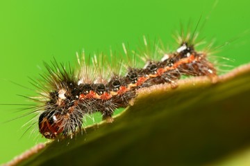 macro de chenille mangeant une feuille