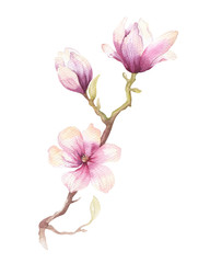Naklejka na ściany i meble Watercolor Painting Magnolia blossom flower wallpaper decoration
