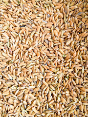 Rice Grains