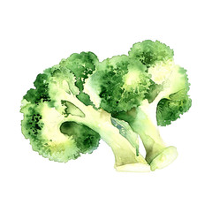 Green broccoli on white background - 128456939