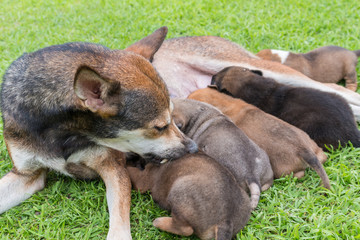 Happy thai dog feeding her puppies