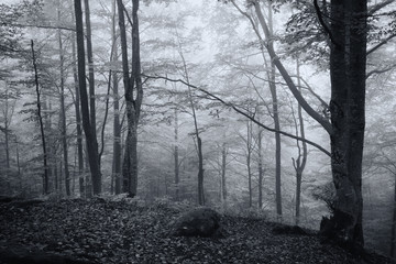 Obraz premium Misty beech forest on the slopes of the Carpathians.