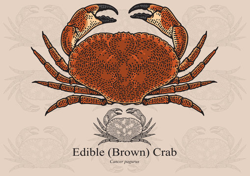 Edible (Brown) Crab. Vector illustration for artwork in small sizes. Suitable for graphic and packaging design, educational examples, web, etc.