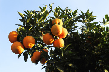 orange tree