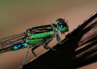 Closeup of a green and turquoise damselfly