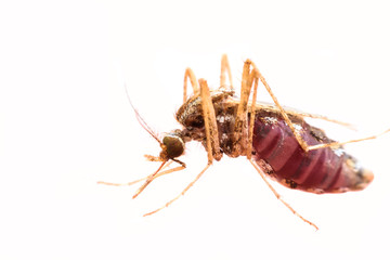 Super macro Mosquito sucking blood isolated on white background