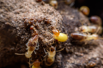Super macro image of termites building their nest