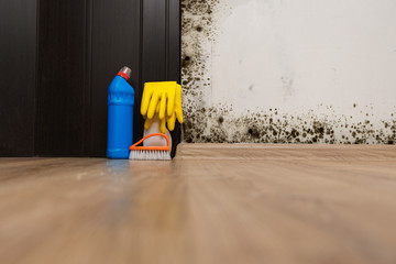 
Black mold in the corner of room wall. Preparation for mold removal.
