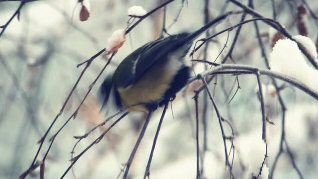 Titmouse on a snow-covered branches of a tree. Tit pecking and eating tree seeds. Titmouse feeds. Close-up.