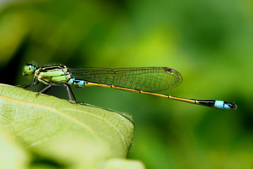 Green and turquoise damselfly