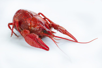 Red boiled crayfish with claws isolated on white background