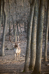 Fallow deer
