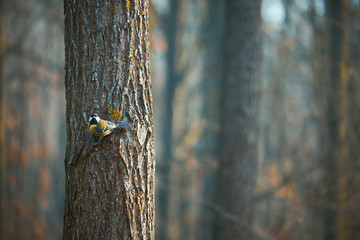 Blue tit