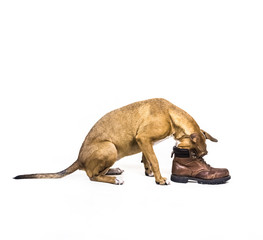 Puppy playing with shoe. Dog puts head into boot, sitting on white background
