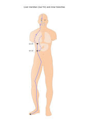 acupuncture: liver meridian (Jue Yin) and its inner branches