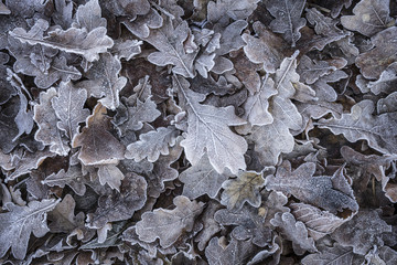 frosty leafes