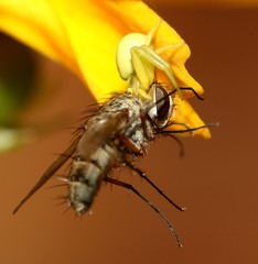 araignée crabe capturant une mouche sur une fleur jaune,thomise