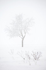 Bare tree on snow field. Winter landscape