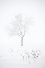 Bare tree on snow field. Winter landscape