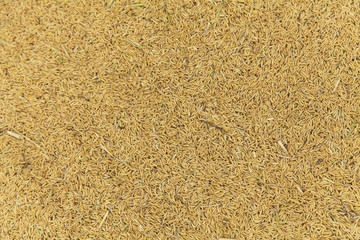 Paddy backgrounds, Farmer drying rice