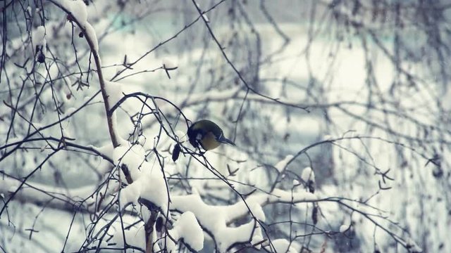 Titmouse on a snow-covered branches of a tree. Tit pecking and eating tree seeds. Titmouse feeds.