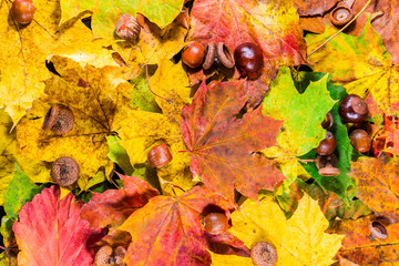 Maple leaves background with hazelnuts and chestnuts