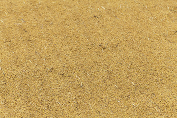 Paddy backgrounds, Farmer drying rice