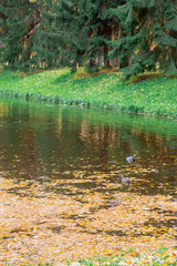 Autumn pond in the Park strewn with yellow leaves