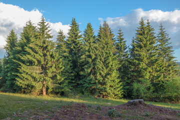 Fototapeta na wymiar Rural sunny landscape with forest