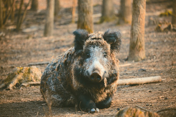 Fototapeta premium Wild boar, sus scofa