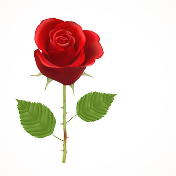 Blooming red Rose, vector, Isolated  flower, floral, plant, valentine, love, romance, wedding, dating, birthday