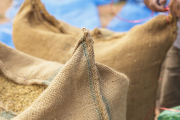 Farmer and paddy rice seed in a Burlap sack