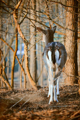 Naklejka na ściany i meble Fallow deer in the forest