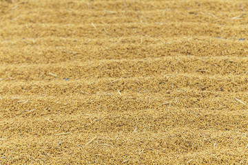 Paddy backgrounds, Farmer drying rice