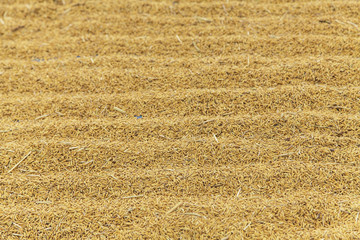 Paddy backgrounds, Farmer drying rice