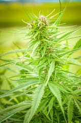 Cannabis or marijuana hemp plant detail closeup.