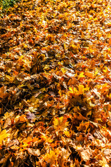 Colorful autumn maple leaves in orange yellow and brown color.