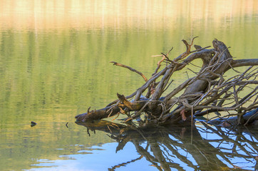 Fallen branches on a lake surface with green yellow and blue reflections