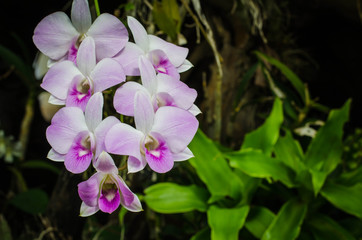 Obraz na płótnie Canvas Purple orchids