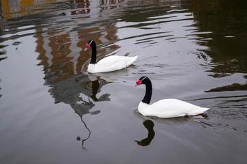 Papier Peint photo autocollant Cygne Two black-necked swan on monastery pond