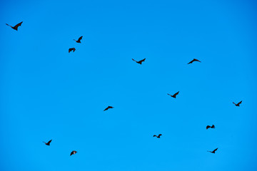 fruit bats flying Palawan Philippines